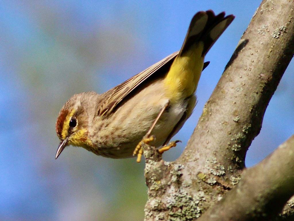 Palm Warbler by fishhawk is licensed under CC BY 2.0.